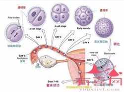 中国代孕网-代孕网怎么样-胚胎代孕的风险