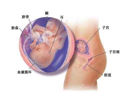 南昌七星助孕地址_孕期摸肚子导致宝宝早产 准妈妈的肚子可不能随便摸